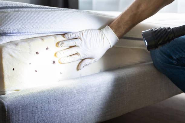 Best Mosquito Control Services  in Camden, TN