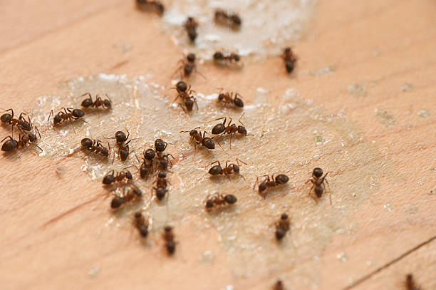 Best Cockroach Control Services  in Camden, TN