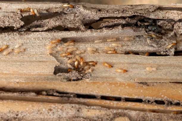 Best Residential Pest Control  in Camden, TN